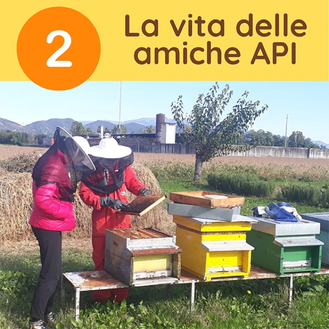 Come vive un’ape: dalla strutturazione dell’arnia alla raccolta dei suoi prodotti e utilizzo creativo di essi.