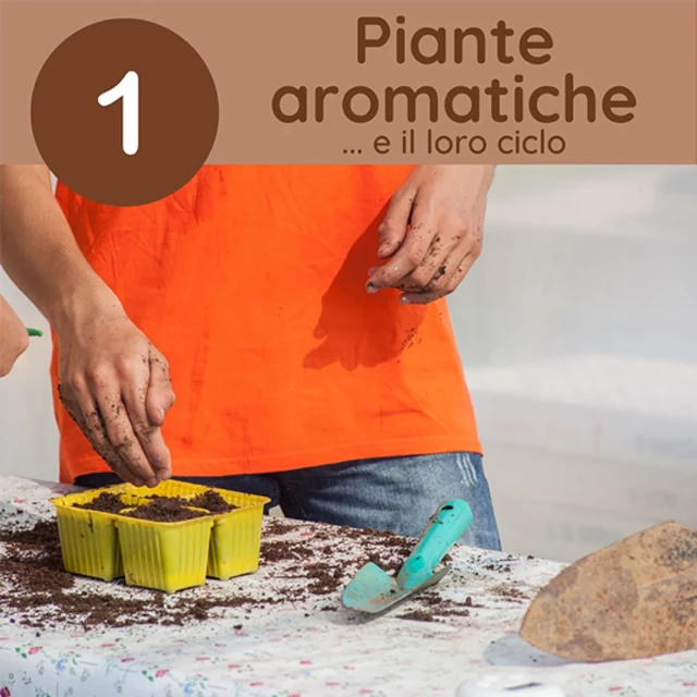 Il ciclo delle piante aromatiche: dalla talea all’estrazione dell’olio essenziale